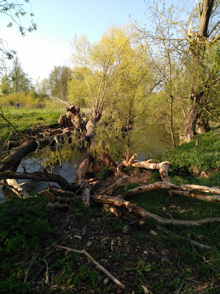 Umgestürzter Baum durch Sturm an der Paar 2 mit Biberverbiss.
